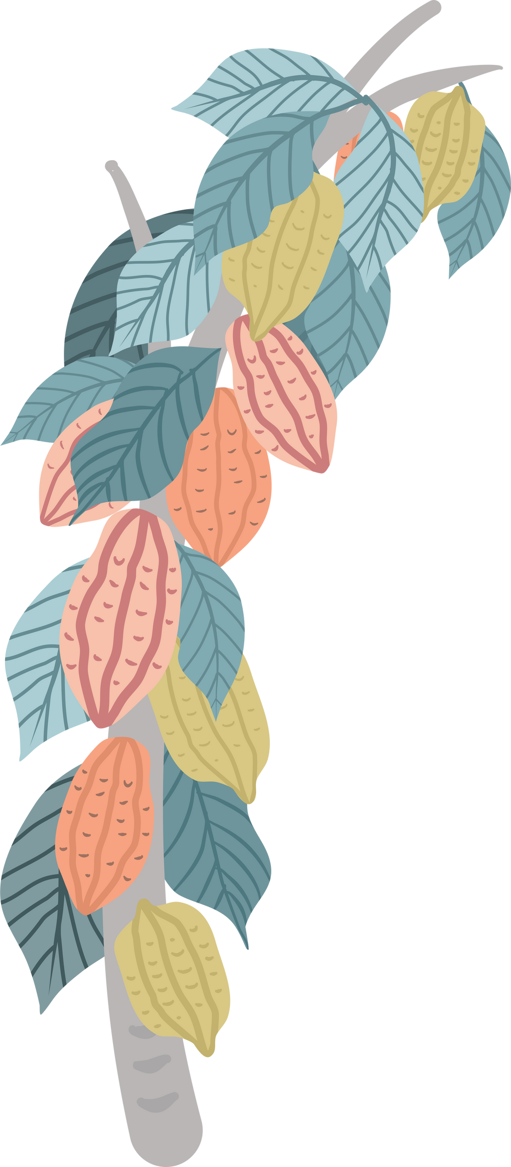 cocoa