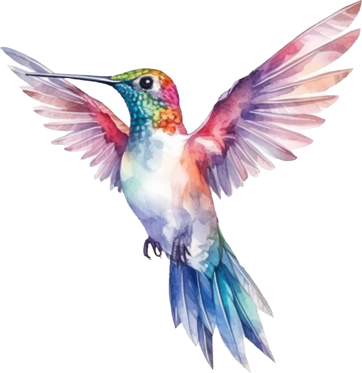 Bird hummingbird Watercolor Illustration