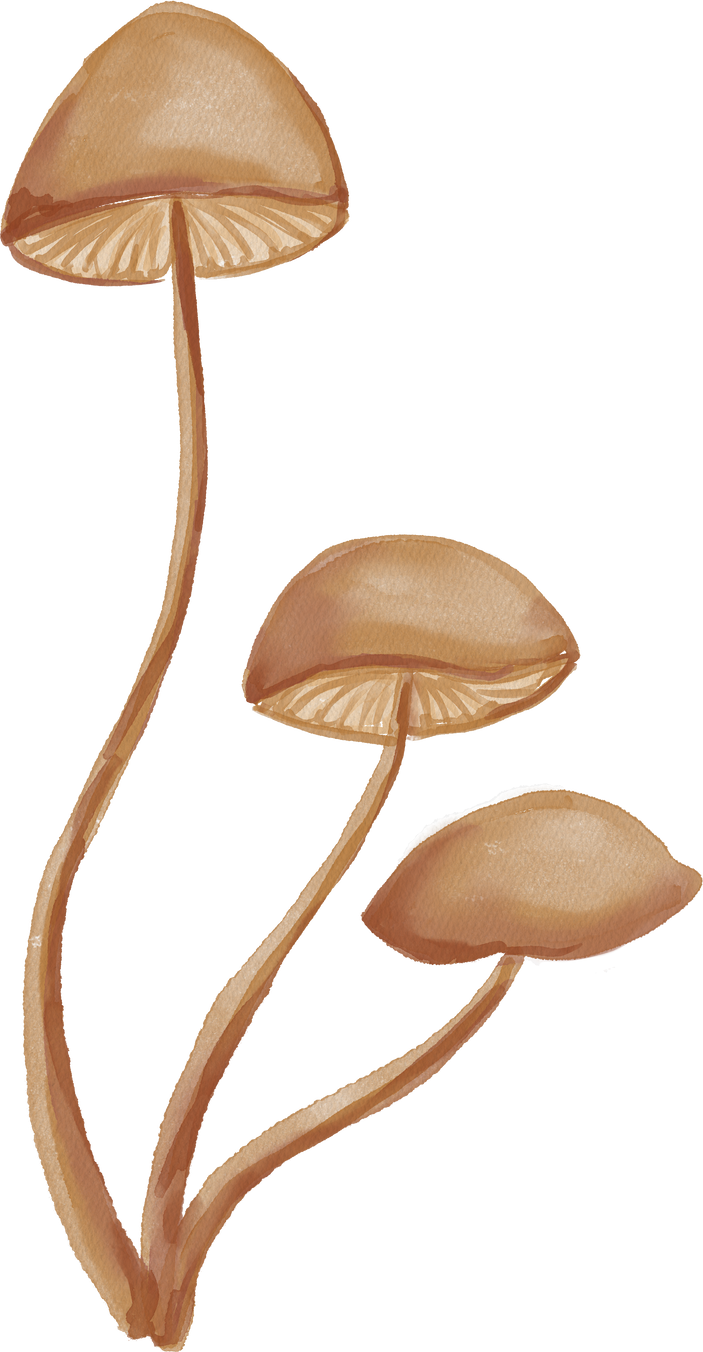 Watercolor mushroom illustration