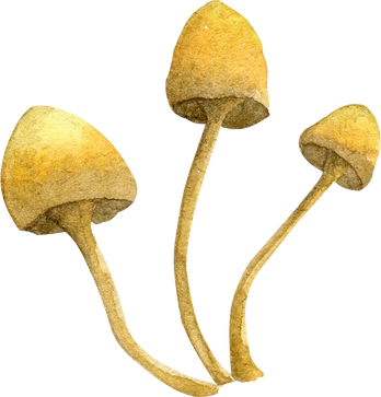 Watercolor Yellow Mushrooms
