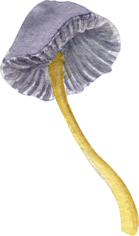 Mycena Mushroom Illustration
