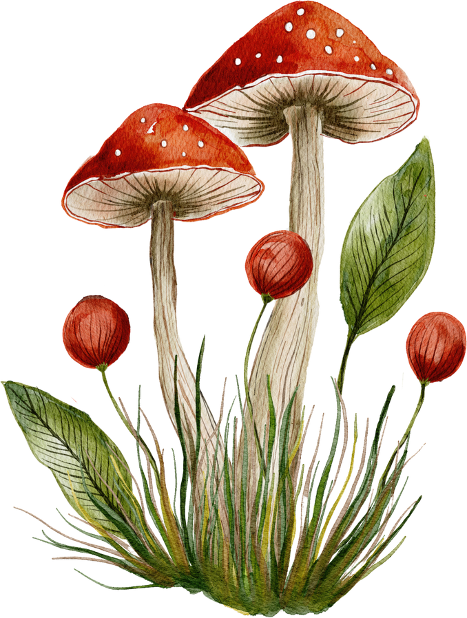 Fungus Mushrooms Watercolor