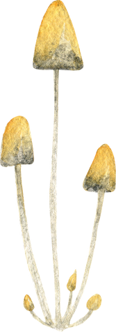 Watercolor Magic Mushrooms