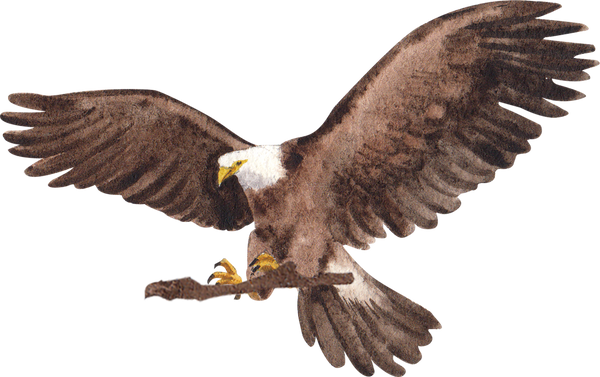 Watercolor Eagle Illustration