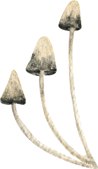 Watercolor Mushrooms Illustration
