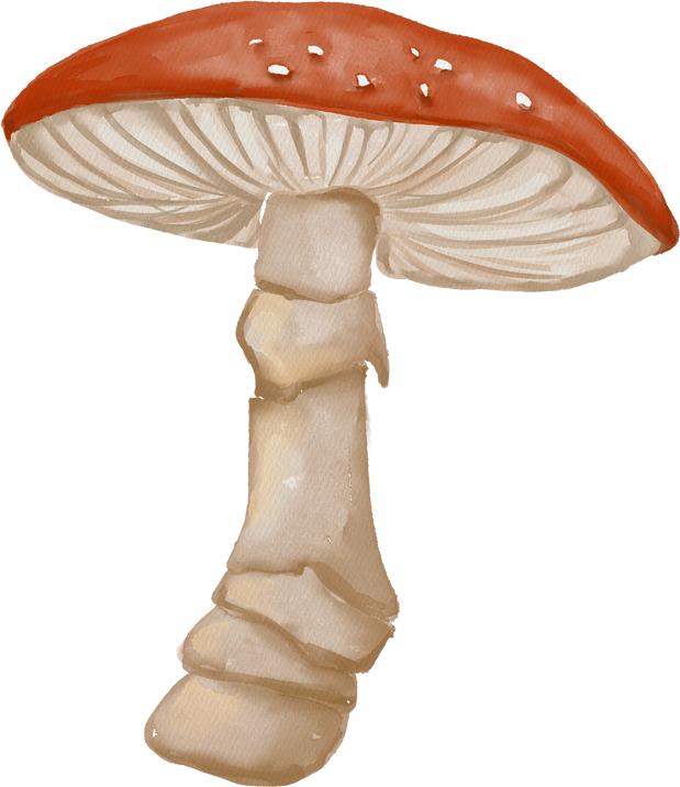 Watercolor fly agaric mushroom illustration